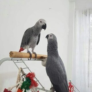 African Grey Parrot