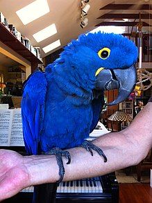 Pets Breeder-Macaw Parrots