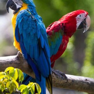 Macaw Parrots