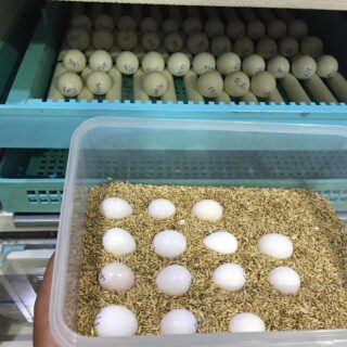 African Grey Parrot Egg