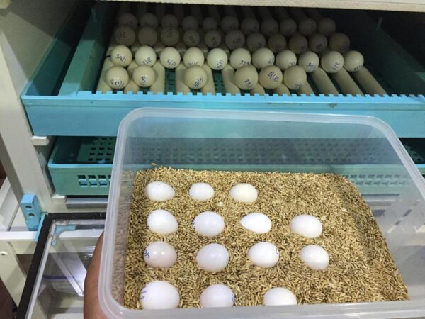 African Grey Parrot Egg