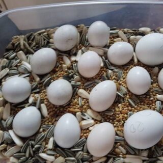 Black Palm Cockatoo Parrot Egg
