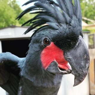 Black Palm Cockatoos
