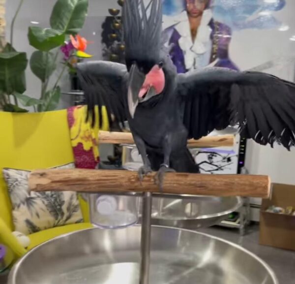 Black Palm Cockatoos