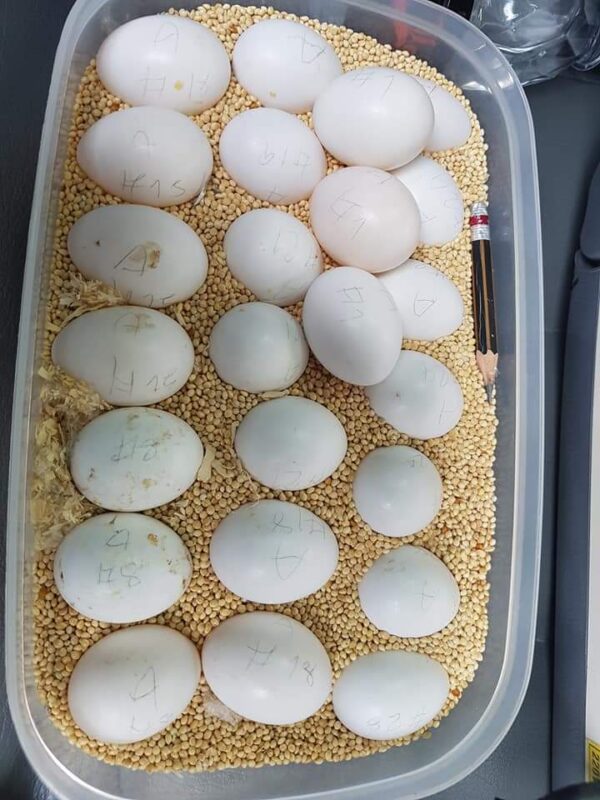 Macaw Eggs