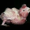 Baby Rose-Breasted Cockatoo
