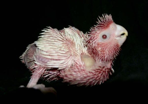 Baby Rose-Breasted Cockatoo