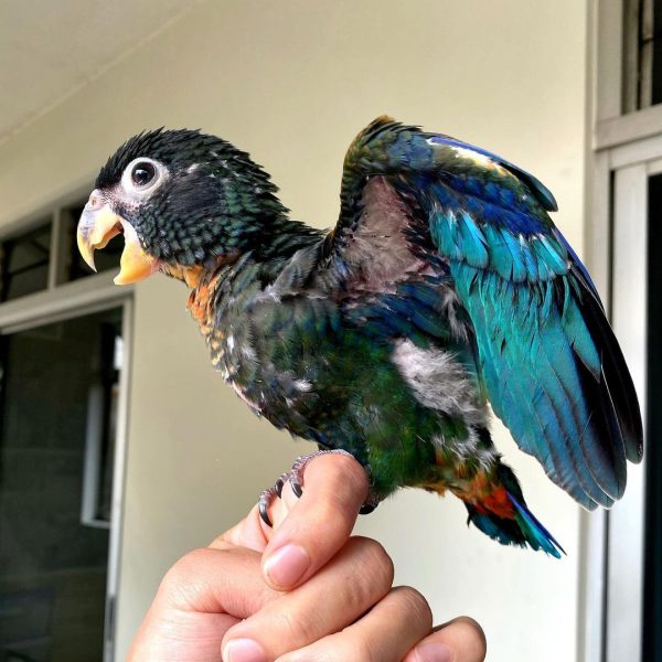 Baby Bronze-winged Parrot