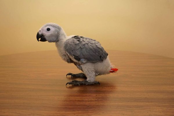 Baby African Grey Parrots