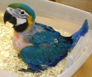 Baby Blue and gold macaw parrots