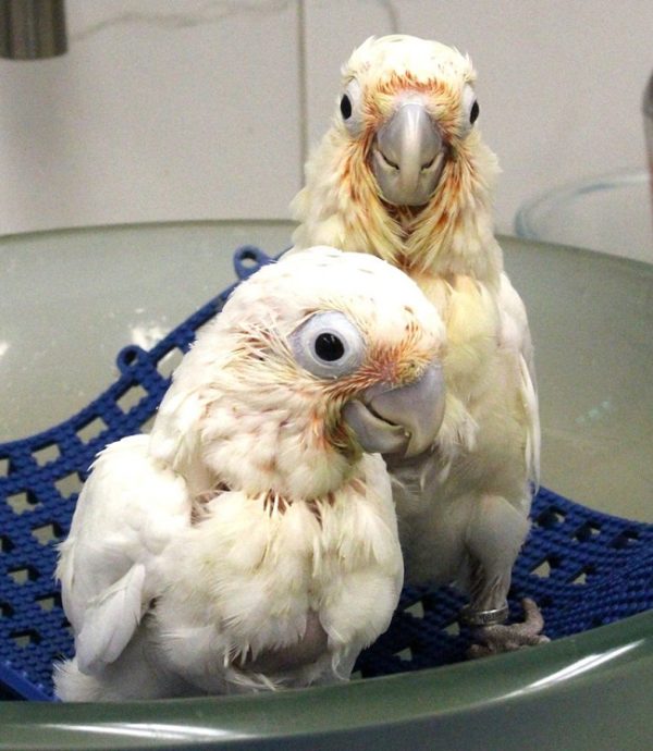 Goffin cockatoo chicks