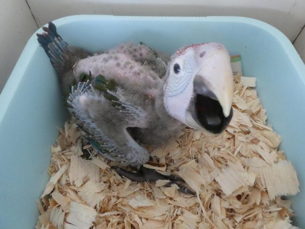 Baby Greenwing Macaw parrots