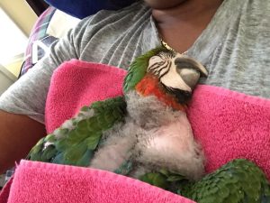 Baby Harlequin Macaws