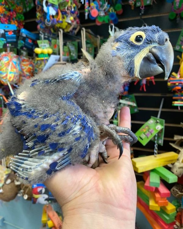 Baby Hyacinth macaws