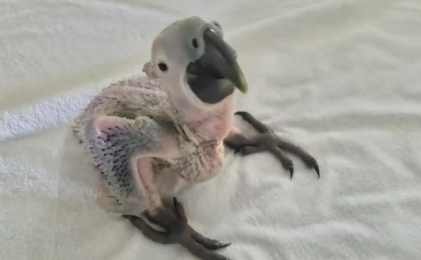 Baby Hyacinth macaws