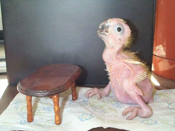 moluccan cockatoo