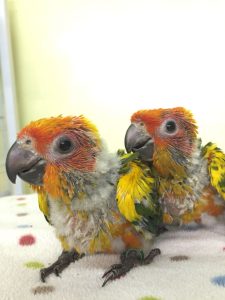 Baby Sun Conure