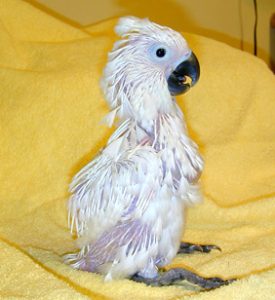 Baby umbrella cockatoo chicks