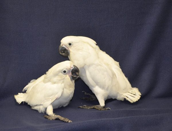 Goffin cockatoo chicks