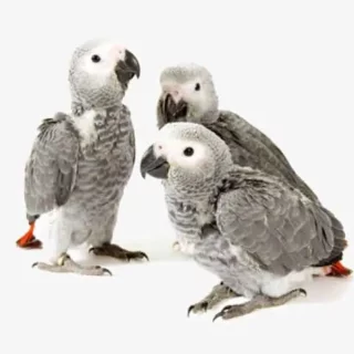 Baby African Grey Parrots