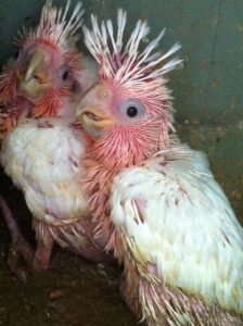 Major Mitchell's Cockatoo Chicks