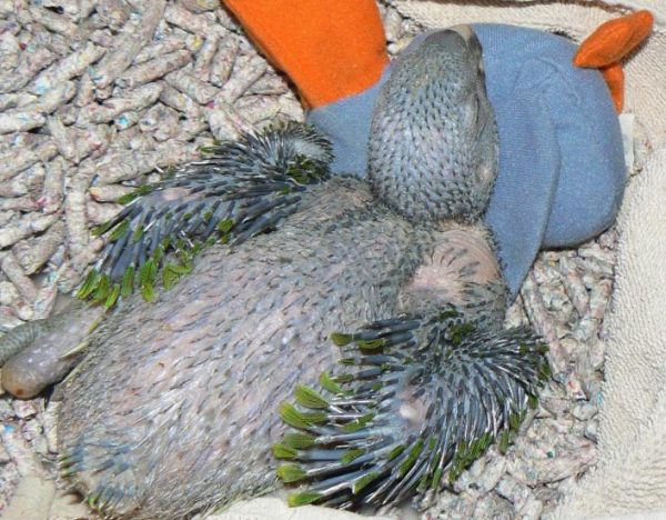 orange winged amazon chicks