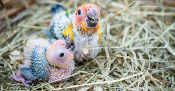 Baby Scarlet Macaw Chicks