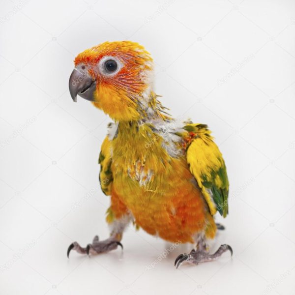 Baby Sun Conure