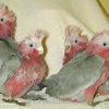 Baby Rose-Breasted Cockatoo