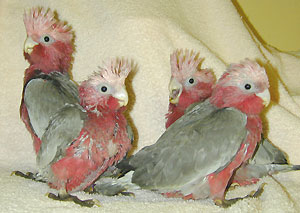 Baby Rose-Breasted Cockatoo