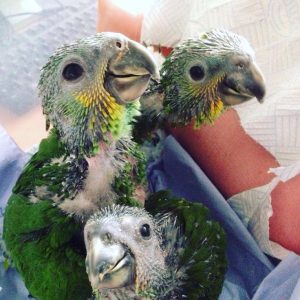 orange winged amazon chicks