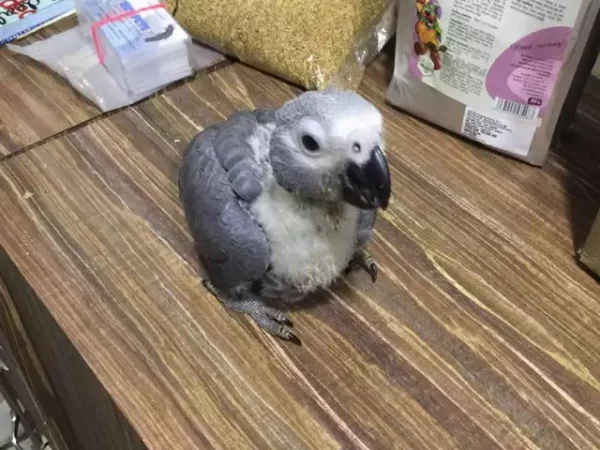 Baby African Grey Parrots