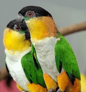 Black Headed Caiques birds