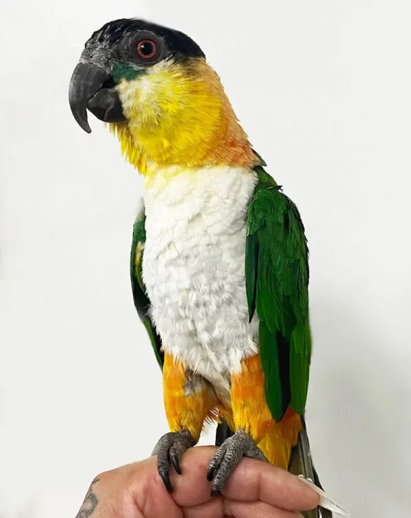 Black Headed Caiques Parrot
