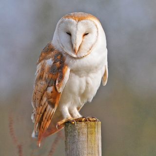 Barn Owl