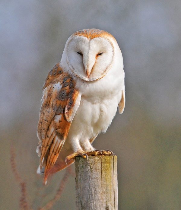Barn Owl