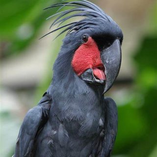 Black plumaged cockatoos