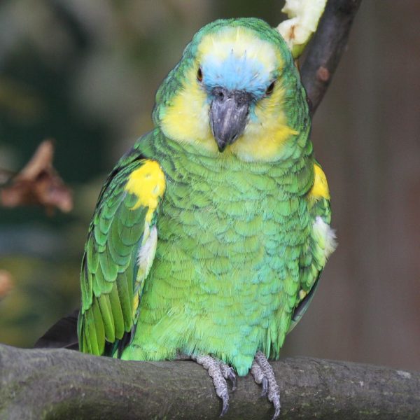Blue Fronted Amazons