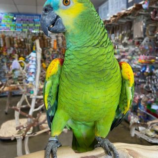 Blue Fronted Amazons