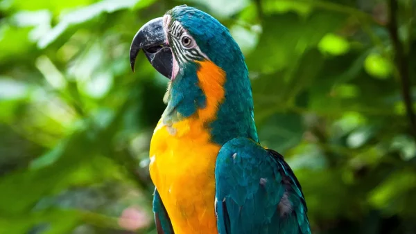 Blue Throated Macaw Parrots