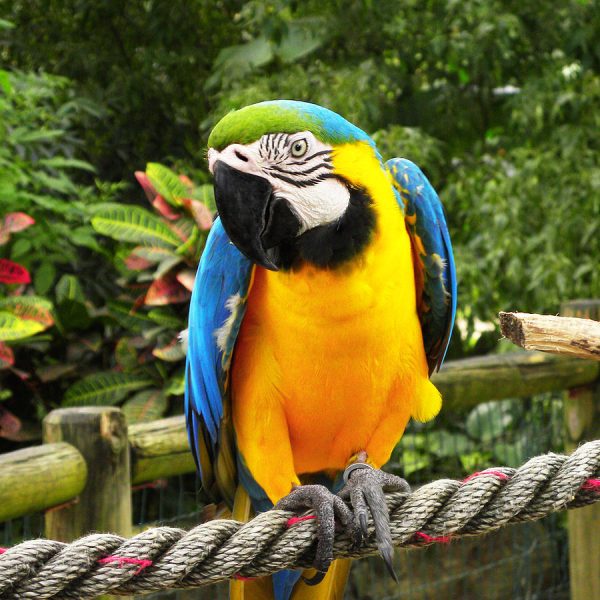 Blue and Gold Macaw Parrots