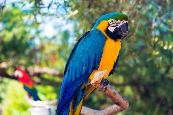 Blue and Gold Macaw Parrots