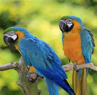 Blue and Gold Macaw Parrots