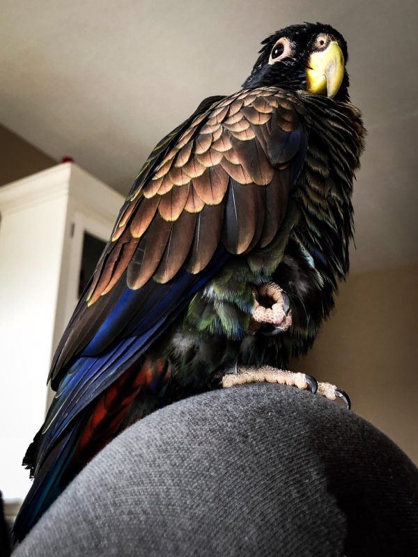 Bronze-Wing Pionus parrots