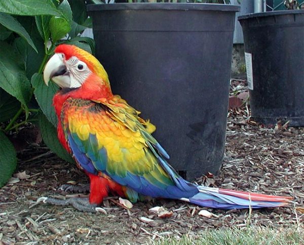 Camelot Macaw Parrots