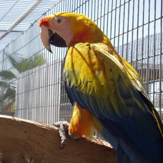 Camelot Macaw Parrots