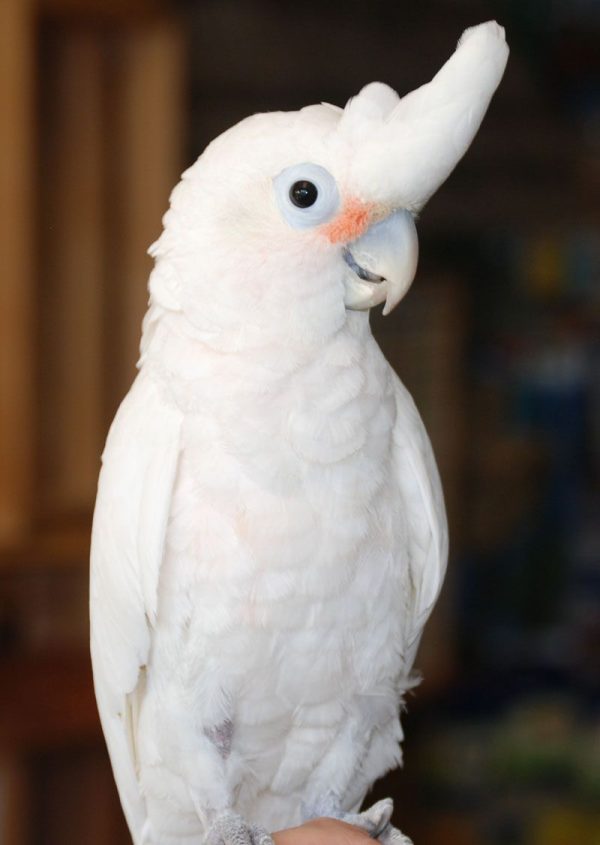 Goffin Cockatoos parrots