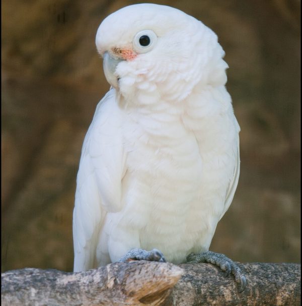 Goffin Cockatoos parrots