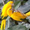 Golden Conure birds