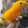 Golden Conure birds